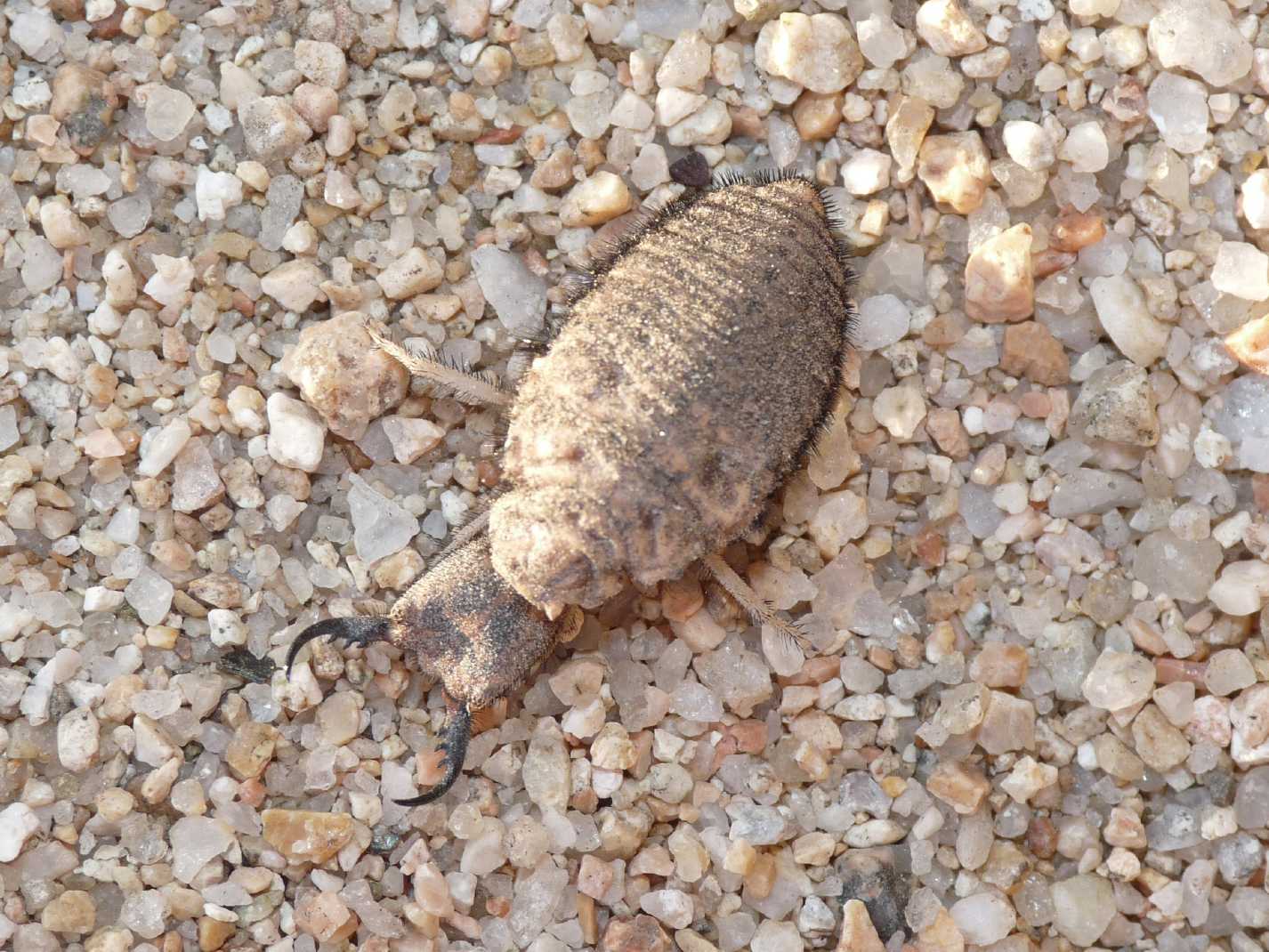 Larve di Acanthaclisis sp.